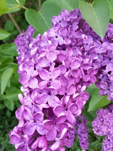 Free Flower Flower Background photo and picture