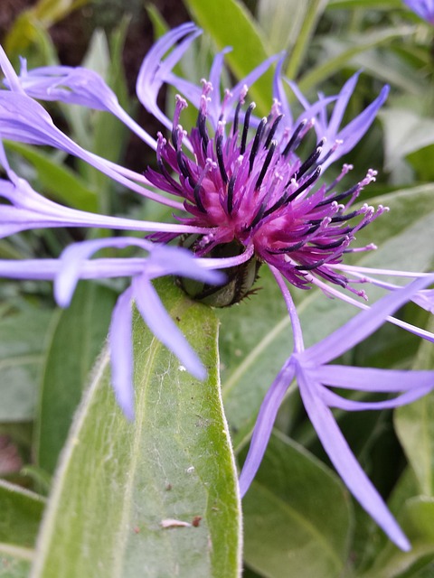 Free Flowers Macro photo and picture