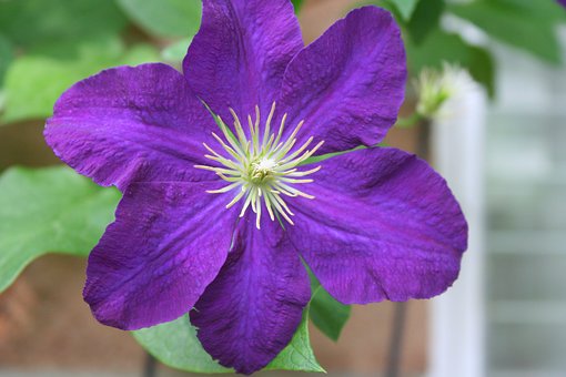 Klematis, Vinranke, Blomst Bakgrunn