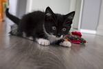 cat, maia, animal