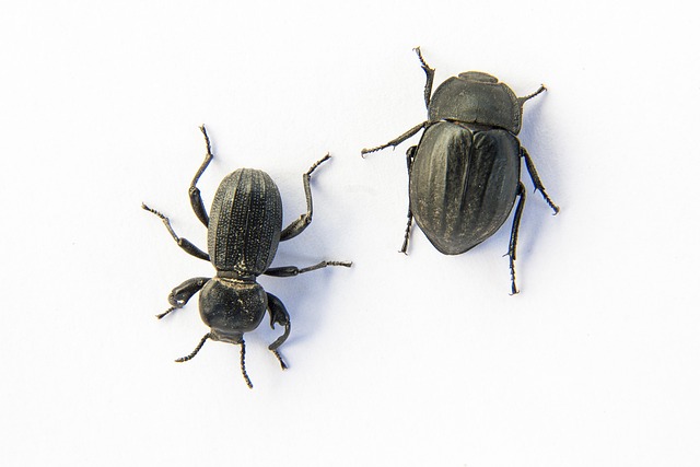 Free Beetle Insect photo and picture