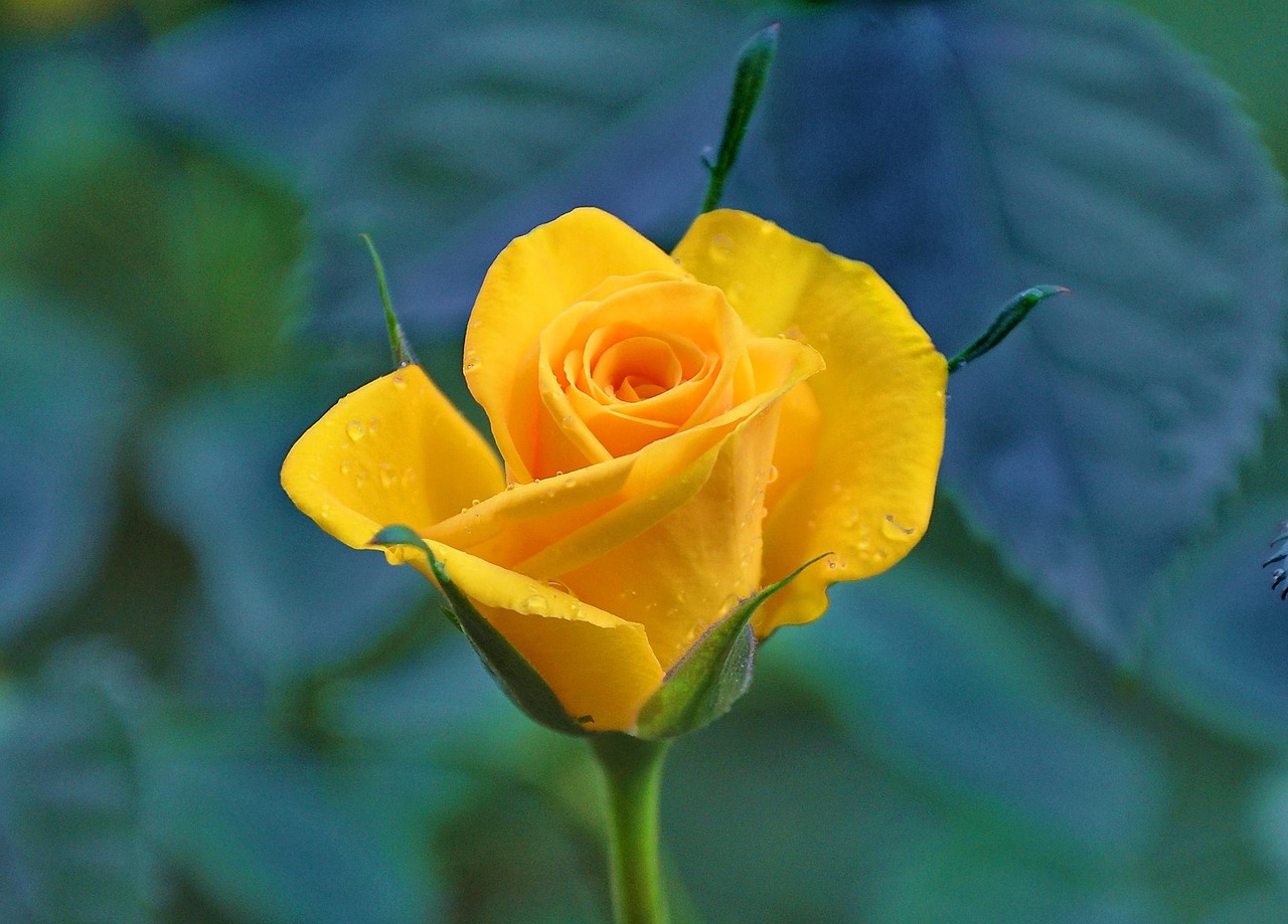 黄色いバラ, 黄色の花, バラの糸, 庭の花