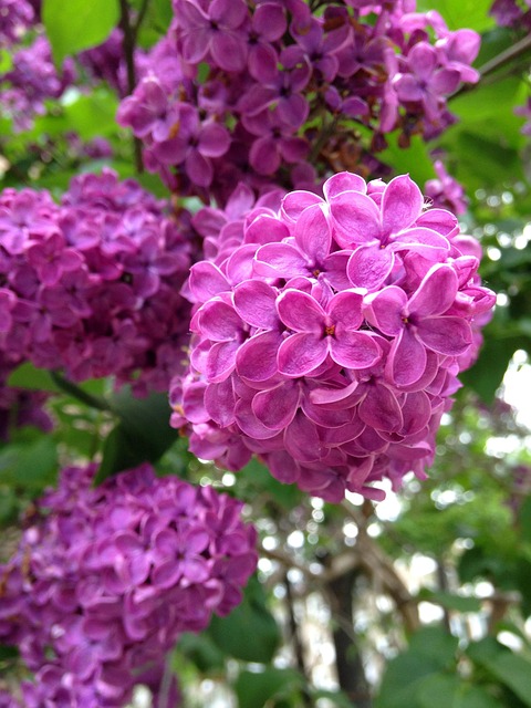 Free Lilac Garden photo and picture