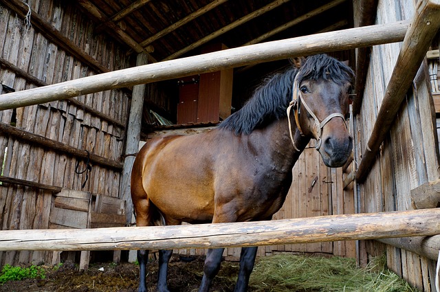 Paard, Mare, Dier, Hengst, Boerderij