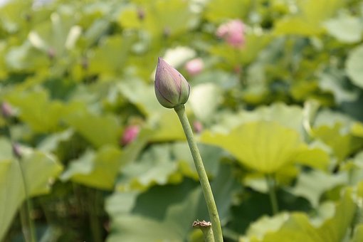 Free Lotus Bud Lotus photo and picture