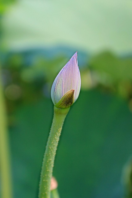 Free Lotus Bud Lotus photo and picture