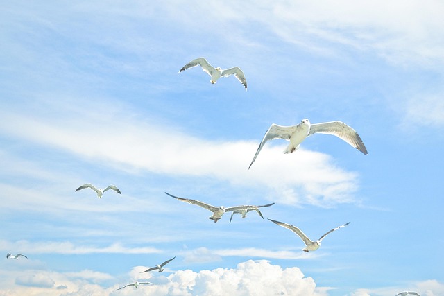 Free Seagulls Sky photo and picture