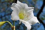 white amaryllis, flowering bulbs, amaryllis belladonna