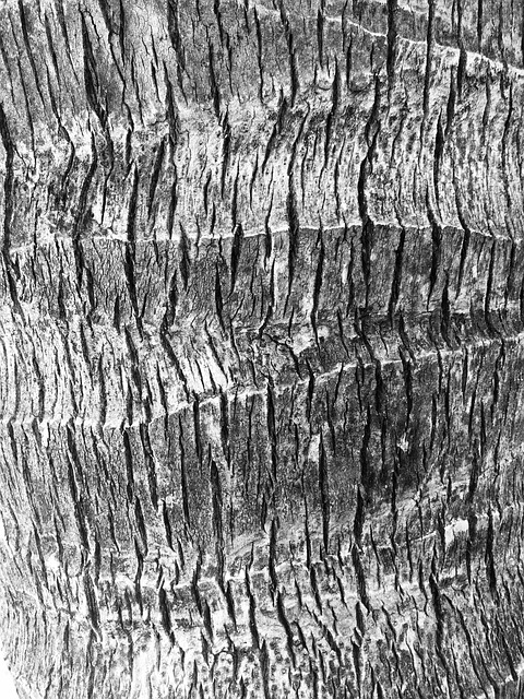 Free texture palm tree illustration