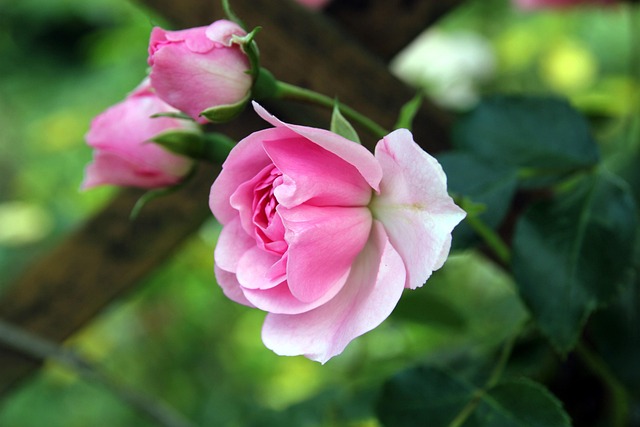 Rosen, Blumen Hintergrund, Natur