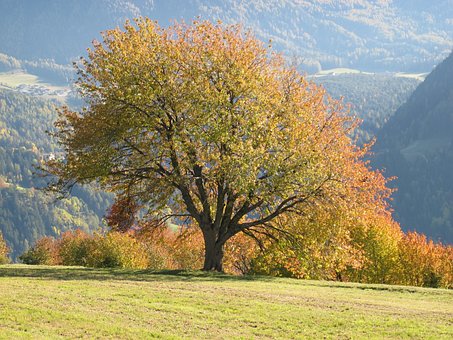Free Golden Autumn Autumn Light photo and picture