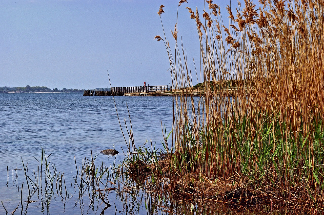 Reed Railsback Reed Belt Landscape - Free photo on Pixabay - Pixabay