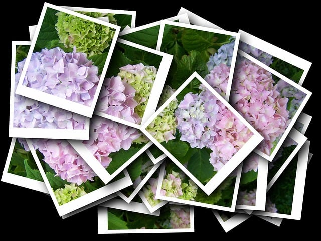 Free collage hydrangea pink illustration