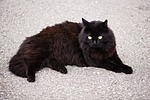 cat, animal, mammal