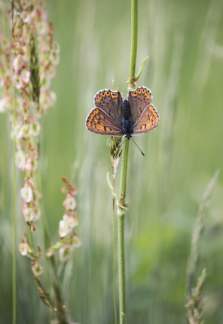 Free Butterfly Nature photo and picture