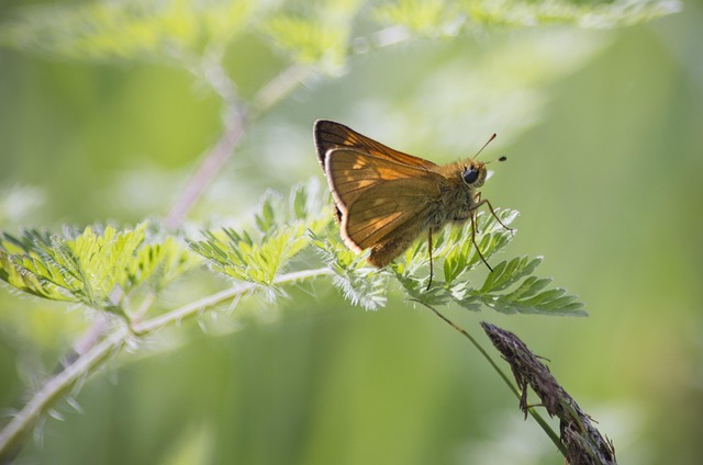 Free Butterfly Nature photo and picture