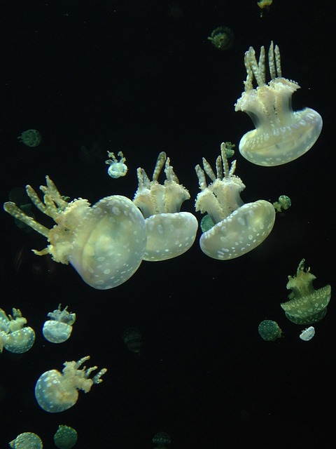Free Vancouver Aquarium Jellyfish photo and picture