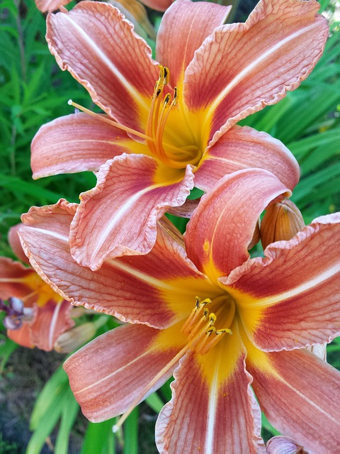 Free Read Flower photo and picture