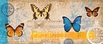 butterfly, music, melody