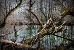 forest, luhy, the floodplain
