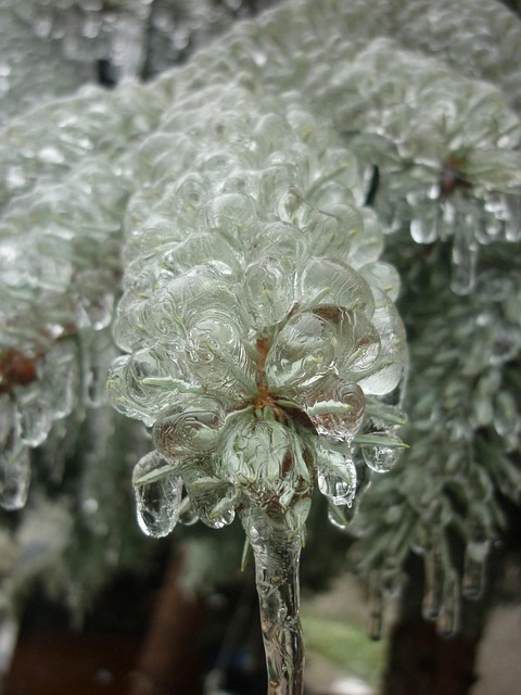 Free Ice Needle Leaf photo and picture