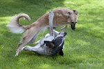dog, playing dogs, silken wind sprite