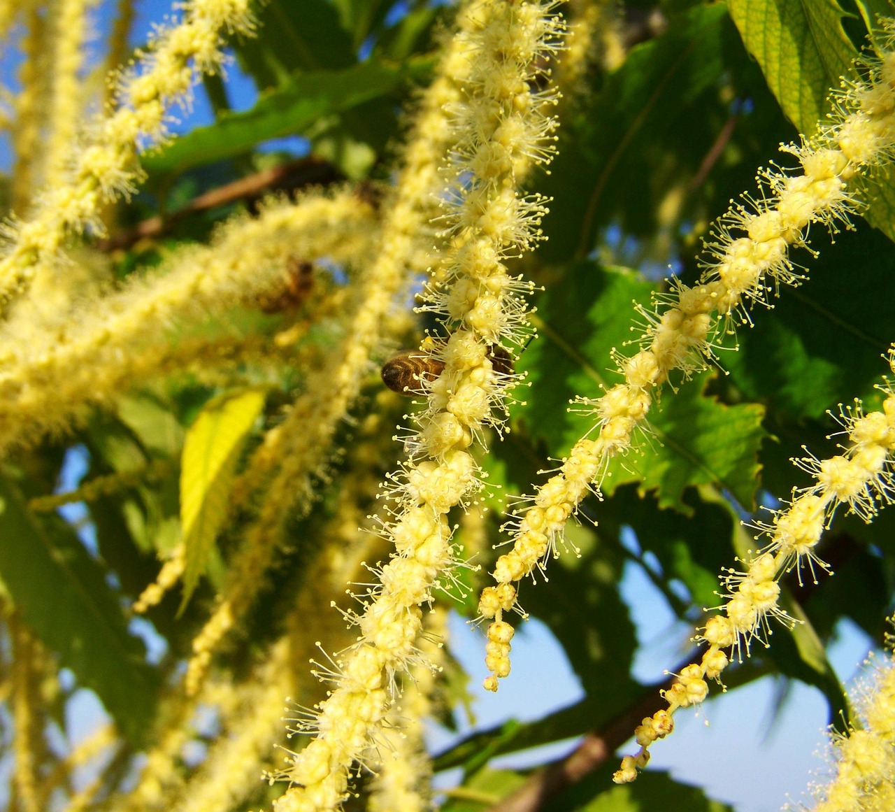 優しい栗の花 黄色の花 - Pixabayの無料写真 - Pixabay