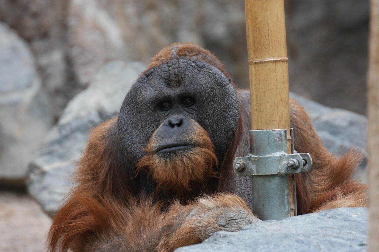Orangutan - free online jigsaw puzzle photo