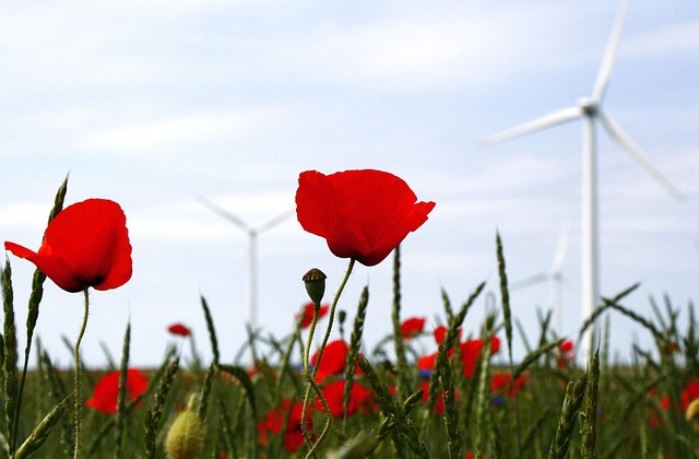 Free Windmill Poppies photo and picture