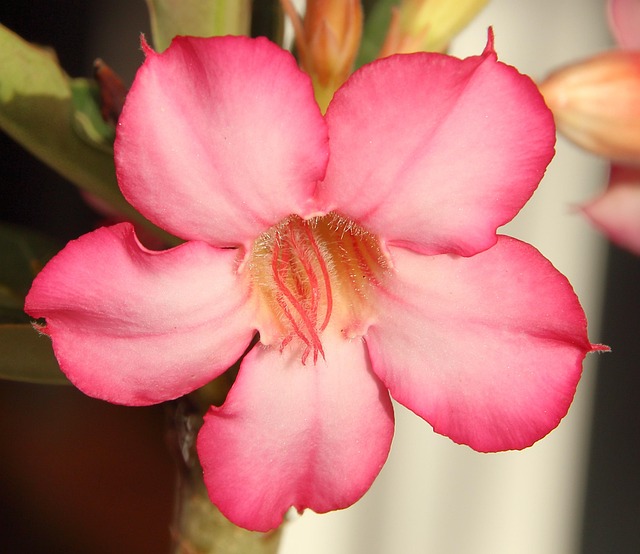 Adenium, Pouštní Růže, Okvětní Lístky