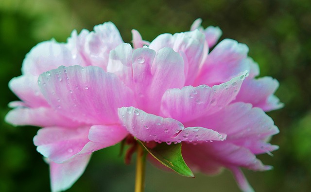 fleur-rose-l-eau-photo-gratuite-sur-pixabay-pixabay