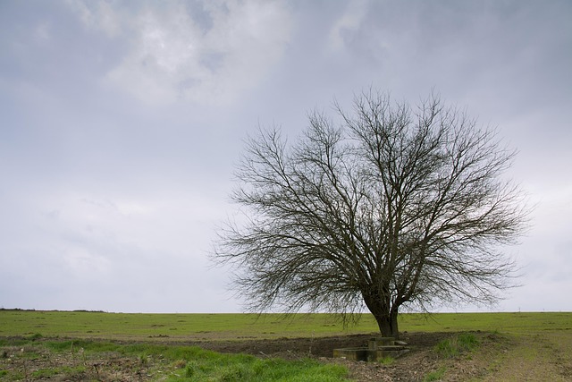 Free Lonely Tree photo and picture
