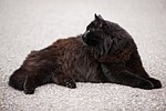 cat, angora cat, angora