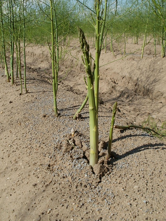 Asparagus Food Fields · Free photo on Pixabay