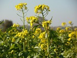canola, plant, field