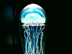 jellyfish, blue, sea animal