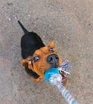 puppy, hound, schillerstövare