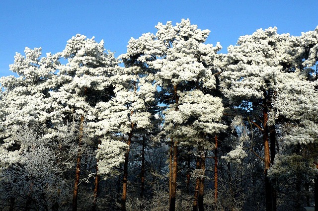 Free Trees Winter photo and picture