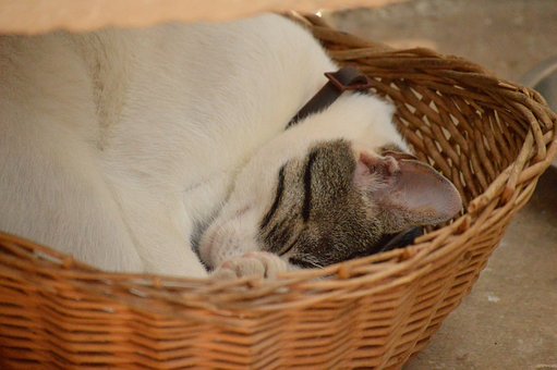 Free Cat Sleep photo and picture
