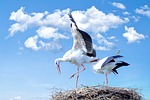 stork, bird, animal