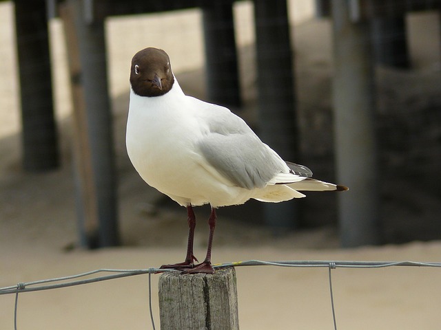 Free Seagull Bird photo and picture