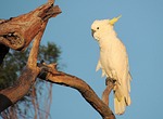 cockatoo, bird, australian native