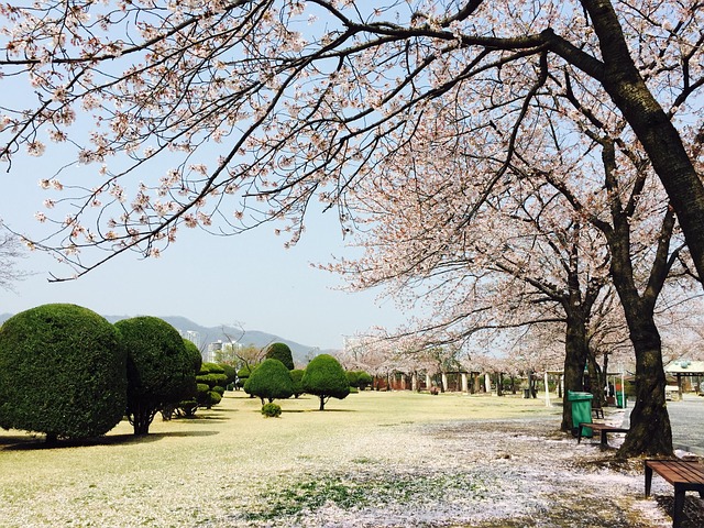 Seoul, Gwacheon, Wörter, Pferderennpark