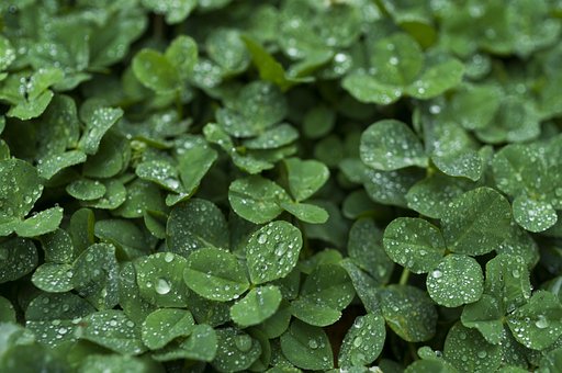 Trébol, Naturaleza, Gotas De Agua