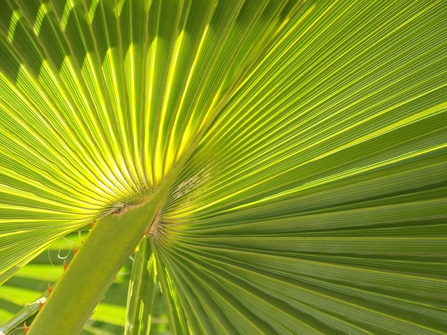 Free Palm Frond Leaf photo and picture