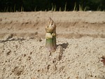 asparagus, head, field