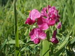 lathyrus tuberosus, tuberous pea, earthnut pea