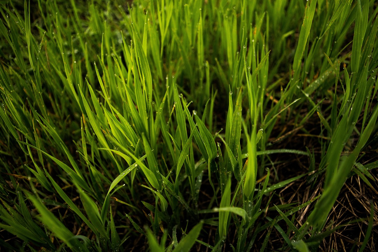 Grass Field Blades - Free photo on Pixabay - Pixabay