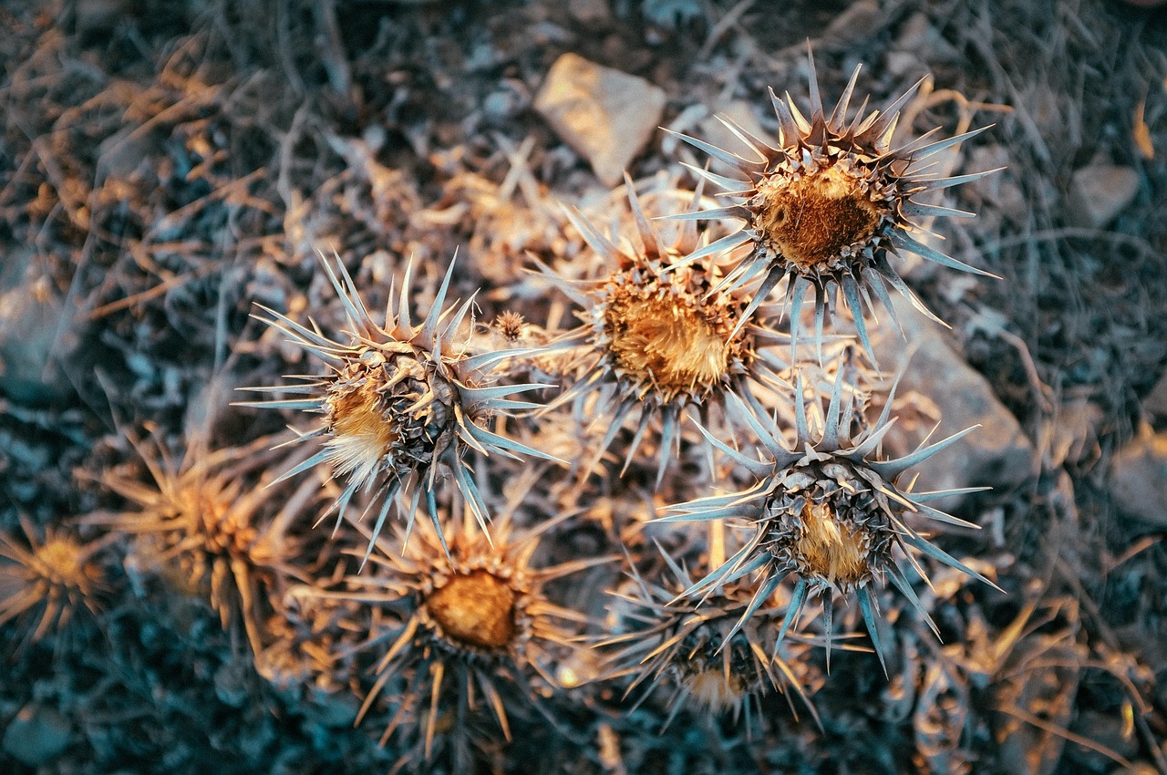 Decay - free online jigsaw puzzle photo