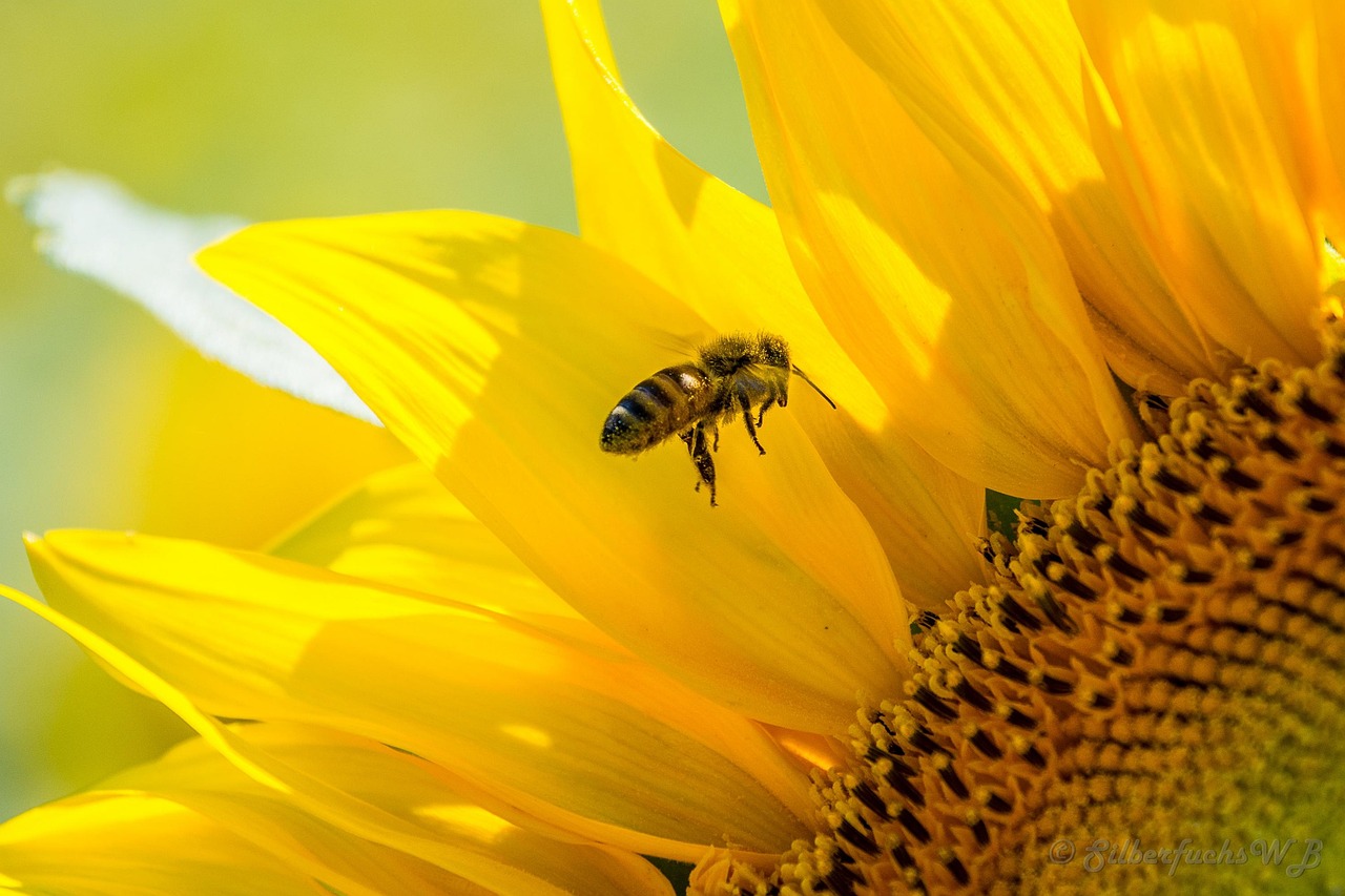 Bee Sunflower Yellow Busy - Free photo on Pixabay - Pixabay